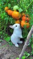 Cute Bunny | Funny Cute Animals | Rabbit funny video