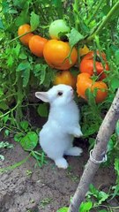 Cute Bunny | Funny Cute Animals | Rabbit funny video