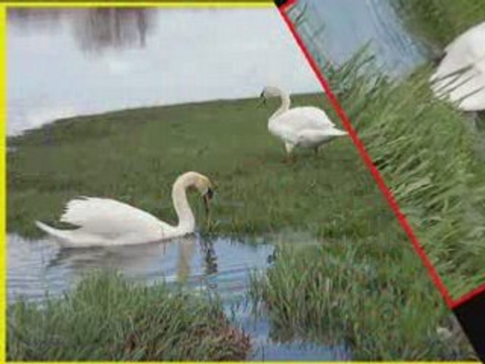 LES CYGNES DU RHÔNE