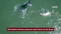 Expedição registra 225 baleias-francas no litoral no sul