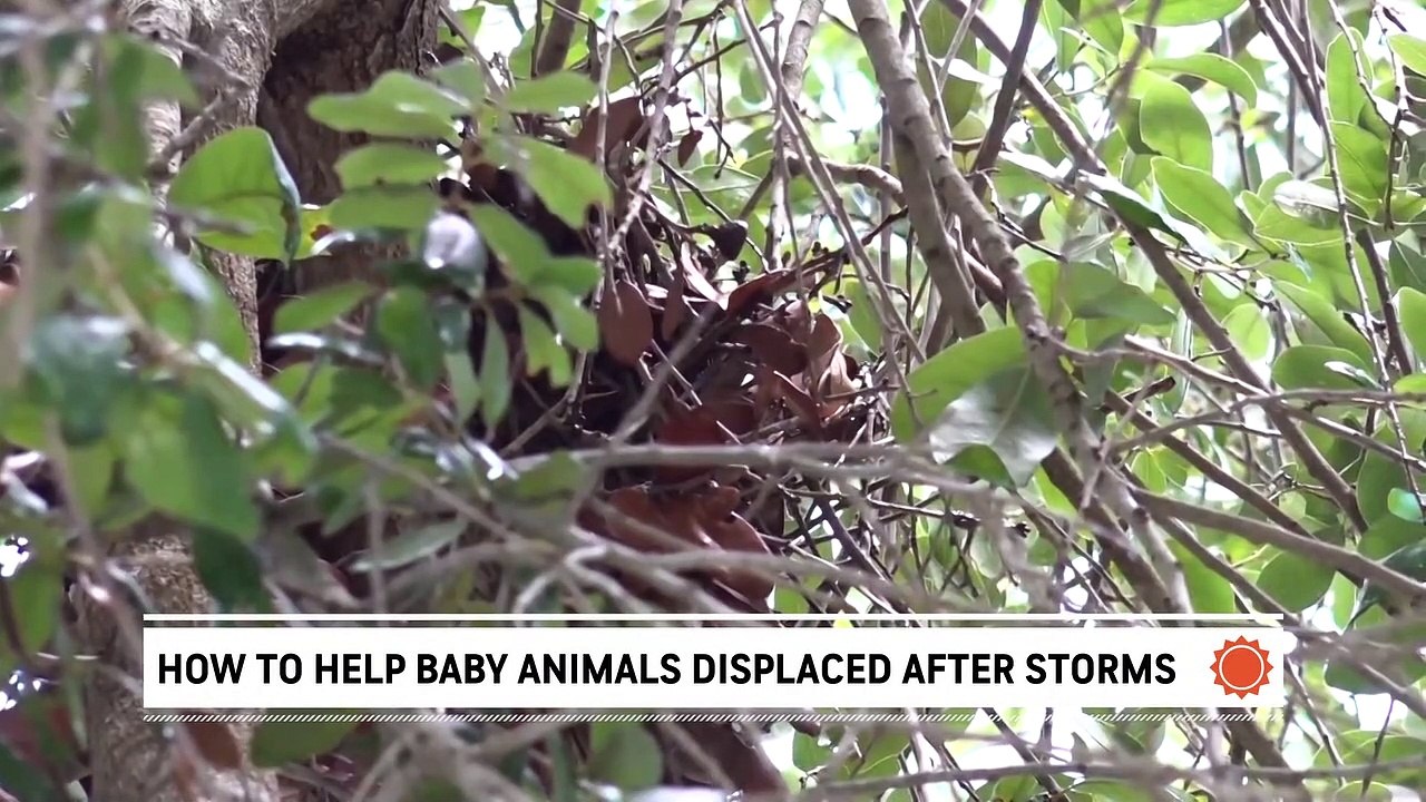 What to do if storms knock down animal nests video Dailymotion
