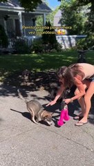 Perrito usa prótesis por primera vez.