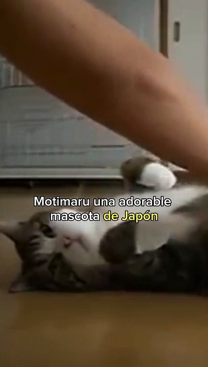 Este es el gato más famoso de Youtube