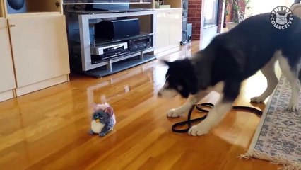 Funniest Husky Videos   Funny And Cute Dog Videos Compilation!