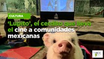 ‘Lupito’, el cerdito que lleva el cine a comunidades mexicanas