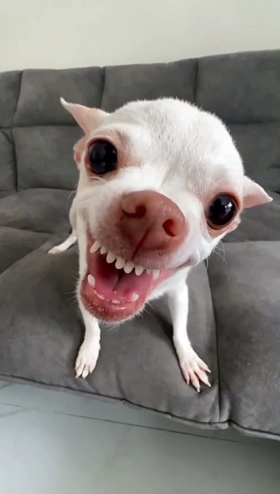 Dog training video