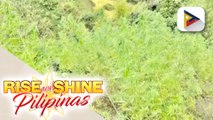 Hindi bababa sa 40K piraso ng marijuana plants sa Cordillera, sinunog ng PDEA