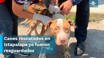Rescatan a 12 perritos en estado de abandono en Iztapalapa