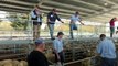Crisis meetings over Australia’s plummeting sheep prices