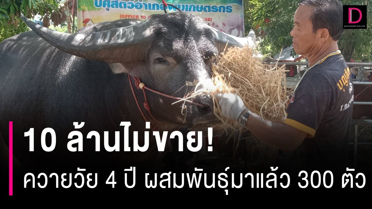 10 ล้านไม่ขาย! "เจ้าบิ๊กมีน" ควายวัย4ปี รับจ้างผสมพันธุ์มาแล้ว 300 ตัว | HOTSHOT เดลินิวส์ 22/09/66