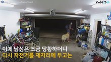 창고에서 도둑을 만난 골든 리트리버.. '누군진 모르겠지만 일단 애교부터'
