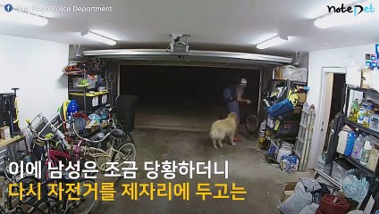 창고에서 도둑을 만난 골든 리트리버.. '누군진 모르겠지만 일단 애교부터'