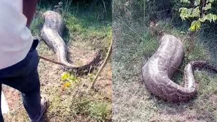 Video: 'अजगर' का पेट देख लोग हुए अचंभित,जानवर को निगला? ग्रामीणों में कौतूहल