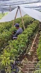 Ikhtiar Produksi Bibit Tanaman Buah berpola Kemitraan UPTD BPTPHP - R. MUHTADI