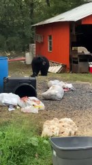 Black Bear Raids The Trash