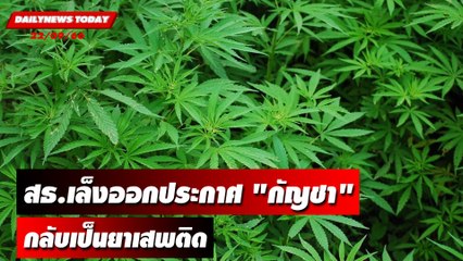 สธ.เล็งออกประกาศ "กัญชา" กลับเป็นยาเสพติด  | DAILYNEWSTODAY เดลินิวส์ 22/09/66