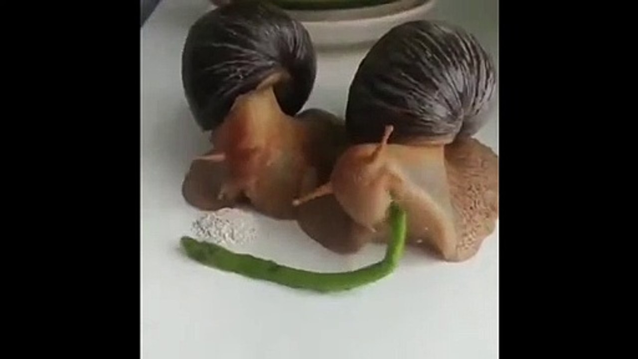 Ces escargots qui mangent sont adorables
