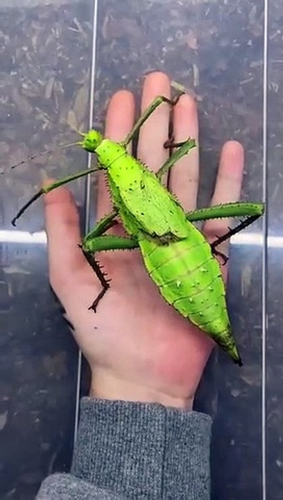 D'oeuf à gros insecte... évolution incroyable