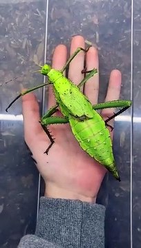 D'oeuf à gros insecte... évolution incroyable
