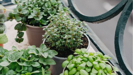 So überlebt mein Balkon-Kräutergarten den Winter