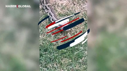'Arka bahçemizdeki yavru anakonda' diye paylaştı! Korkunç anlar...