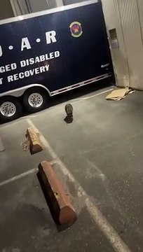 Un raton laveur a fait un pari avec ses potes