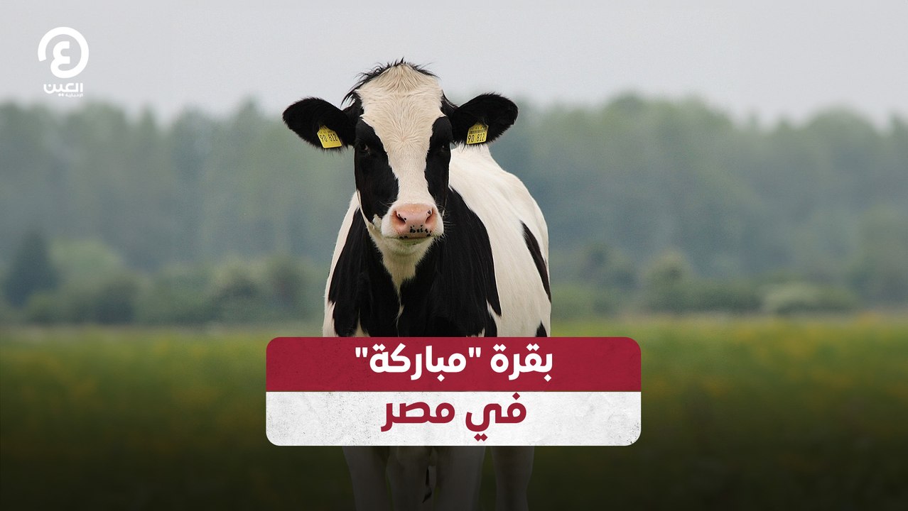 بقرة "مباركة" في مصر