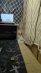 Intelligent cute white mouse #life #explore #success #alpha #lol #fun #lmao #laugh #subscribe