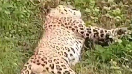 देवास: वन चौकी के पास तेंदुए का मिला शव, ग्रामीणों का उमड़ा हुजूम