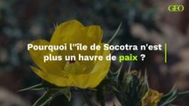 Pourquoi l'île de Socotra n'est plus un havre de paix  ?
