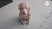 Ciuffo era irriconoscibile, oggi il Lagotto Romagnolo è un cane diverso, dentro e fuori