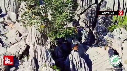 Ayı ve ikiz yavrusunun sarp kayalıklara tırmanma çabası görüntülendi