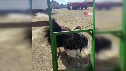 Eskişehir'de Kaçan Deve Kuşları İçin Arama Çalışmaları Başlatıldı