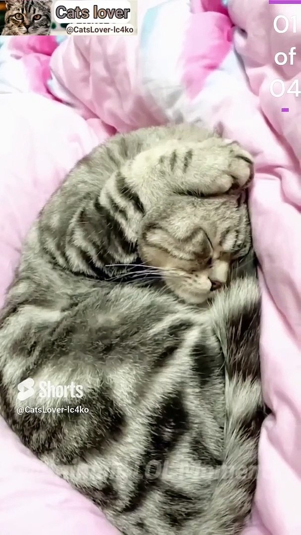 ⁣Cat Meowing|Cat Sound| Cute Cat Videos #shorts #cat #cats #dog #puppy #catlover #catfunnyshorts