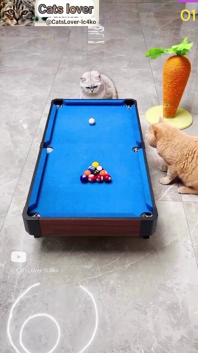 Cat Meowing|Cat Sound| Cute Cat Videos #shorts #cat #cats #dog #puppy #catlover #catfunnyshorts