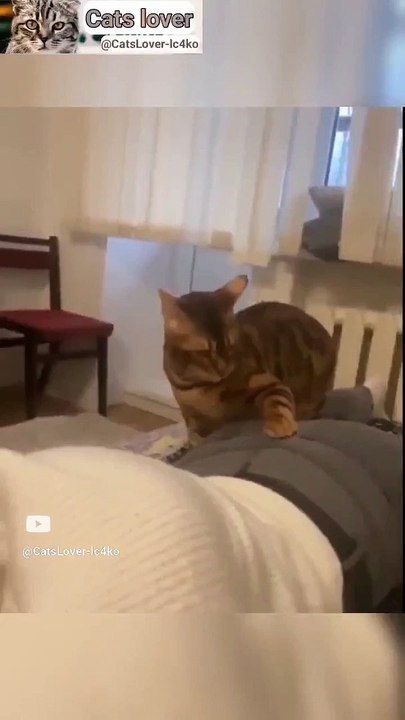 Cat Meowing|Cat Sound| Cute Cat Videos #shorts #cat #cats #dog #puppy #catlover #catfunnyshorts