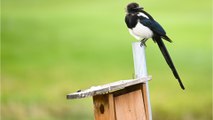 Warning issued about magpie swooping season after man gets pecked in the eye