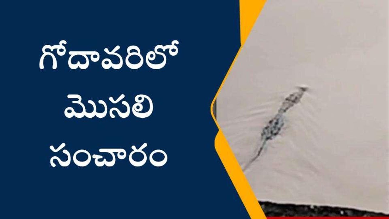 తూర్పు గోదావరి: అలెర్ట్... నదిలో మొసలి కలకలం