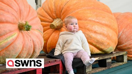 Supersized pumpkin weighing nearly 48st is so big it's unloaded by a forklift truck