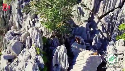 Anne ayı ile iki yavrusu zirveye tırmanırken görüntülendi