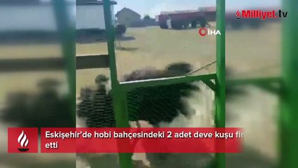 Eskişehir’de hobi bahçesindeki 2 deve kuşu firar etti
