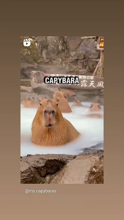 let's see how cute capybara