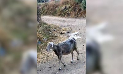 Esrar tarlasına giren koyunlar 300 kilo keneviri yediler