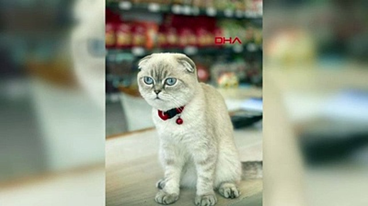 Esenyurt'ta kedi kavgası silahlı çatışmaya dönüştü: Yoldan geçen kurye yaralandı