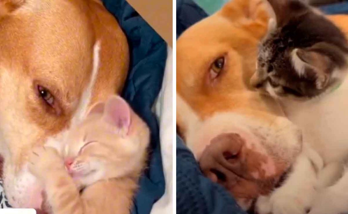 Hunde und Katzen zeigen in süßem Video, dass sie beste Freunde sein können