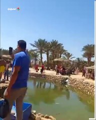 آخر فرصة قبل المدارس.. حمام موسى كنز السياحة العلاجية بطورسيناء يستقطب الزوار