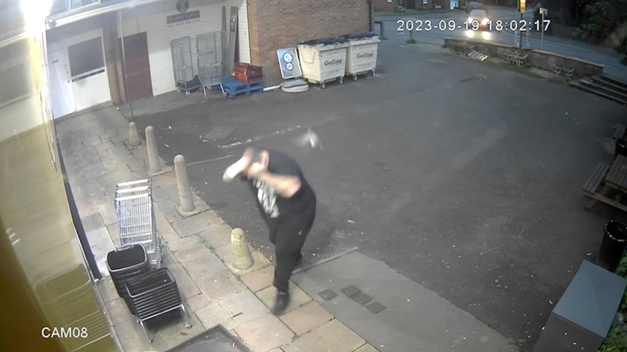 Viral Moment Pigeon Slaps Man in the Face