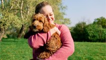 Alsace : une maire limite le nombre de chiens par foyers, des habitants obligés d'abandonner leur animal (1)