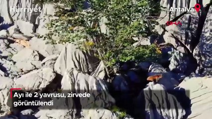 Ayı ile 2 yavrusu, zirvede görüntülendi