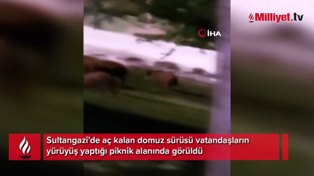 Sultangazi'de yiyecek arayan domuz sürüsü böyle görüntülendi